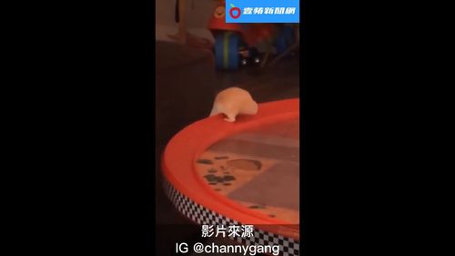  鼠界C羅！超強腿力「倒掛金鉤」　慘的是回不去了