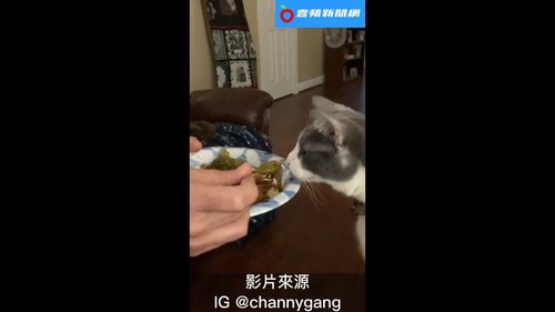 香菜有多逼人?連貓星人都嘔給你看 這威力簡直無敵了