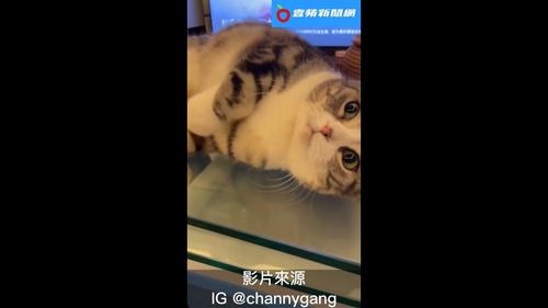 喵星人這樣撒嬌！翻肚眼神攻勢加上這招　奴才們哪受得了　