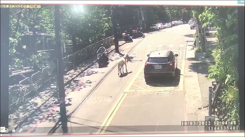 迷你馬新店逛大街 路過人車驚呆了!蹺家500公尺飼主已領回