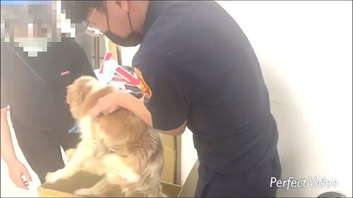 迷路找不到家！汪星人穿梭車陣險象生　中和暖警化身保母助返家