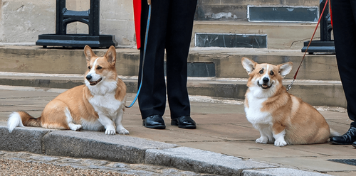 英國女王國葬怎能少了牠們 柯基愛駒站路旁送行