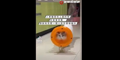 貓戴頭套喵喵叫 哭哭!你是怎麼穿進去的?