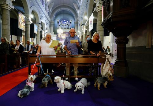 有教化之可能！毛孩上教堂表現超乖