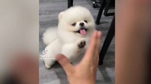 杰倫搖沒跟上節奏　千粉萌寵吐舌擊掌賣可愛