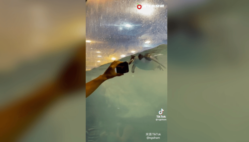 男用手機把企鵝唬得團團轉　原來螢幕有條魚