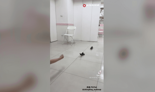 另類保齡球遊戲玩瘋了 松鼠搶著被妹子丟