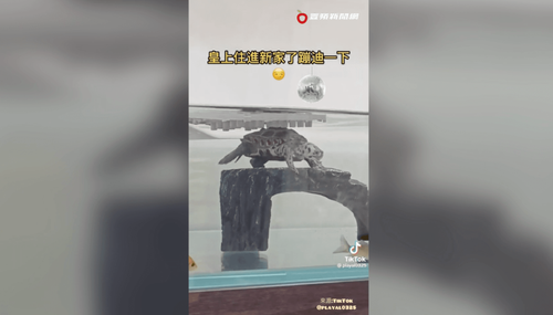 烏龜搬新家爽歪 扭腰擺臀嗨翻極樂水族箱