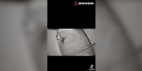 二哈拆家沒悔意爽躺睡大覺　奴才氣炸「如何給寵物安樂死」