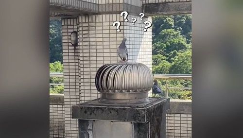 樓頂開趴「旋轉、旋轉…」　網友笑鴿子懂玩