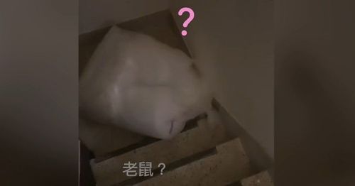 塑膠袋傳沙沙聲甘是大老鼠？　他拉起來震驚！
