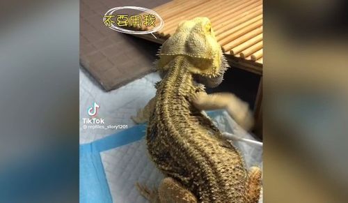 被戳不停牠頻揮小手制止 「都跟你說了放手」