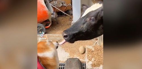 牛犬殊途啊！這一伸嚇壞柴柴：先不要
