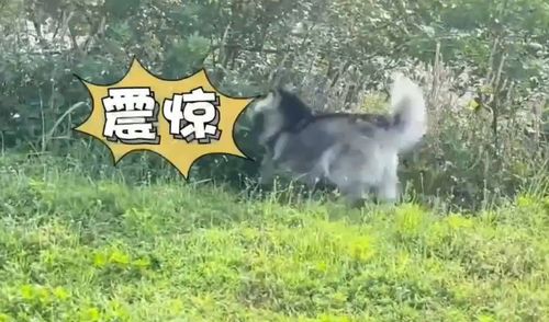 剛炫耀狗狗朝你奔來的喜悅　二哈下一秒才正常發揮