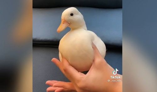 呆萌柯爾鴨遭上下其手 網友:你duck不必這樣戳我