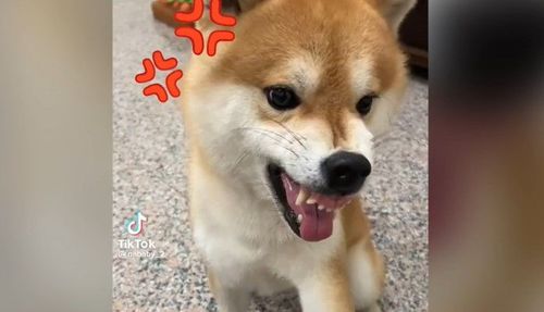 不愛杰倫搖？　柴柴不想握手氣成這樣：欠咬嗎？