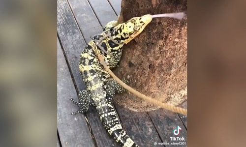 巨蜥出沒引民眾圍觀　但這個舉動遭怒斥不行