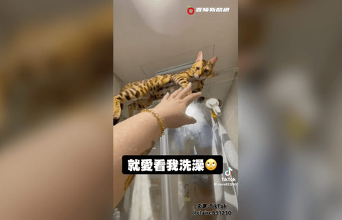 萌貓神技盯小姊姊洗澡 網「認真看玻璃倒影」