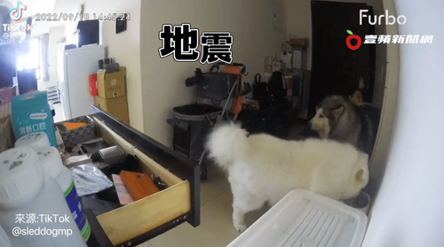 地震搖到滑腳　狗狗淡定飯照吃　網「吃飽才有力氣跑」