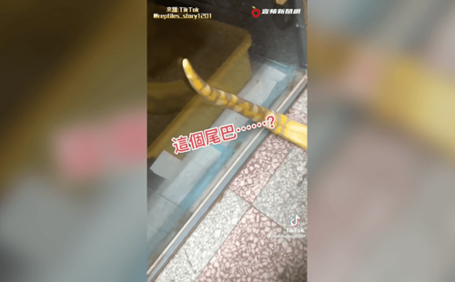 大肥蟒卡櫃底搖尾求救 遭主人「啪啪啪」