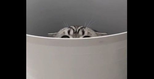 躲貓貓藏垃圾桶? 一靠近竟出手攻擊