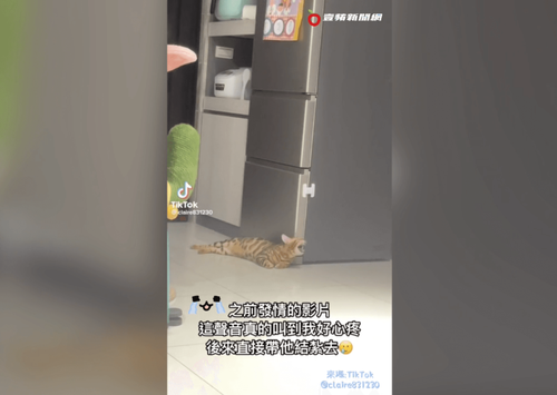 孟加拉豹貓撕心裂肺嚎叫 網心疼「鄰居比較痛苦」