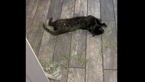 沾滿身也無所謂　喵星人躺貓草裡此生已滿足