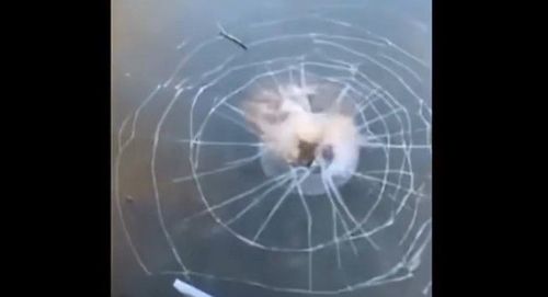 歸剛欸?巨石墜冰河裂成蜘蛛網狀 魚兒驚聲尖叫