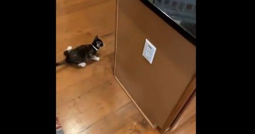 是什麼訓練課程嗎? 貓咪不斷折返跑好累