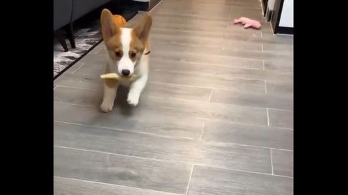 别小看飞毛小短腿　把玩具咬回来可是难不倒我的