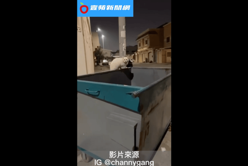 「你說會養我喔」白貓轉角遇到愛 跟暖男回家