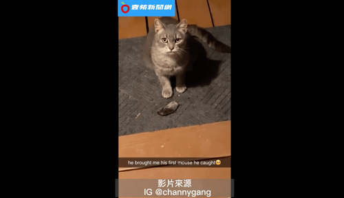 貓的報恩親送胖米奇　主人傻眼笑到「黑姑」