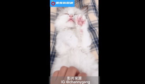 「不許停 奴才你再多使點勁兒」 萌貓爽到眼睛睜不開