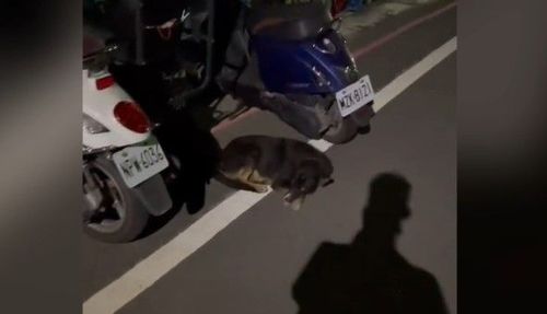 問路邊狗狗吃飽沒　牠發聲了男子卻…