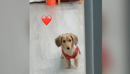 是在陪主人玩木头人吗？　腊肠犬举单脚定格免淘汰