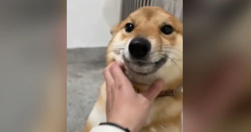 有學過舞龍舞獅？　胖嘟嘟柴柴開心搖擺