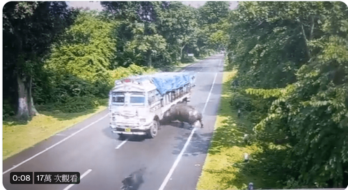 煞氣犀牛狂奔撞卡車　官員罰司機遭網友罵翻