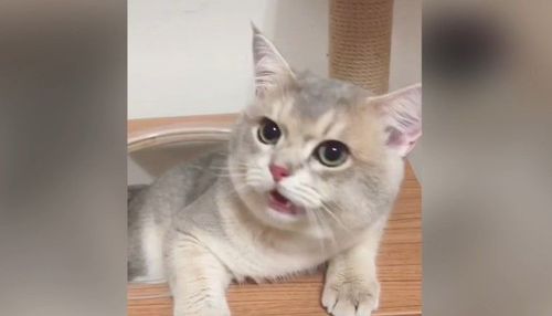 喵皇瞪大眼滿臉問號 原來是她做了這件事