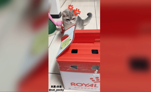 被踩地盤萌貓一秒變臉 網「連生氣都那麼可愛」