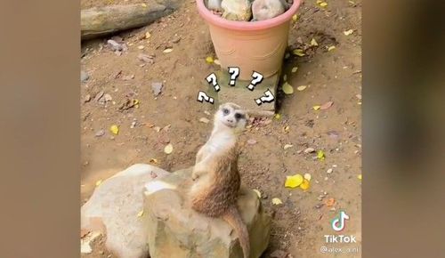 狐獴駐店陪你吃早午餐　一臉狐疑的模樣超可愛