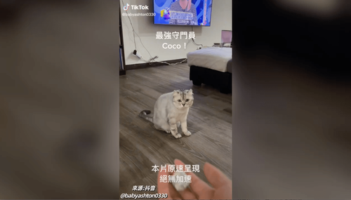 「你丟我接」高手　最強守門貓360度無死角