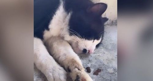 貓咪們的逍遙天地 食物放臉前牠照樣爽睡