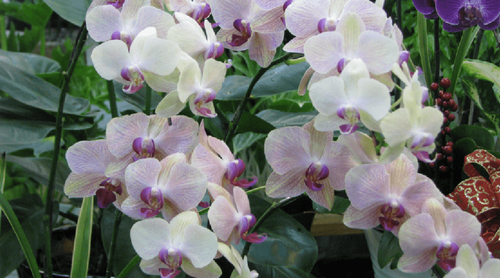 美國稱台蝴蝶蘭「重複檢出雜草」將暫停進口 農委會提高抽驗4%