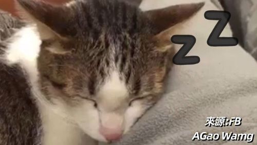 調高音量來聽打呼聲 貓皇睡得超香甜