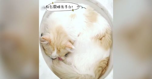 捲成一坨睡在洗臉盆裡 貓皇被吵醒秒變這個臉