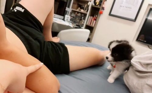 媽媽指哪牠就咬哪 可憐了爸爸慘喊「很痛啊」