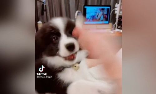 被打還狂搖尾巴很開心 邊境牧羊犬好傻好天真