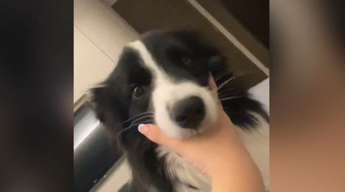 打哈欠頻被出手干擾 邊境牧羊犬一臉不耐好可愛