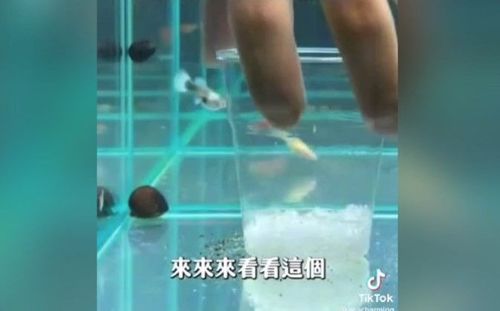 他解惑水族箱裡的這一杯 原來有這麼重要的功用今天才知