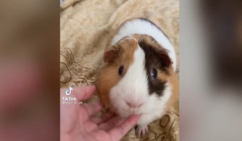 超萌天竺鼠被摸好滿足 但主人下一個動作讓牠滿臉問號